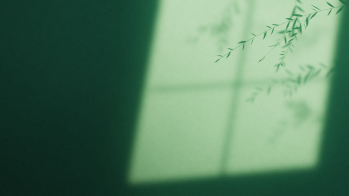 Warm window light and leaf shadows falling across a forest-green wall