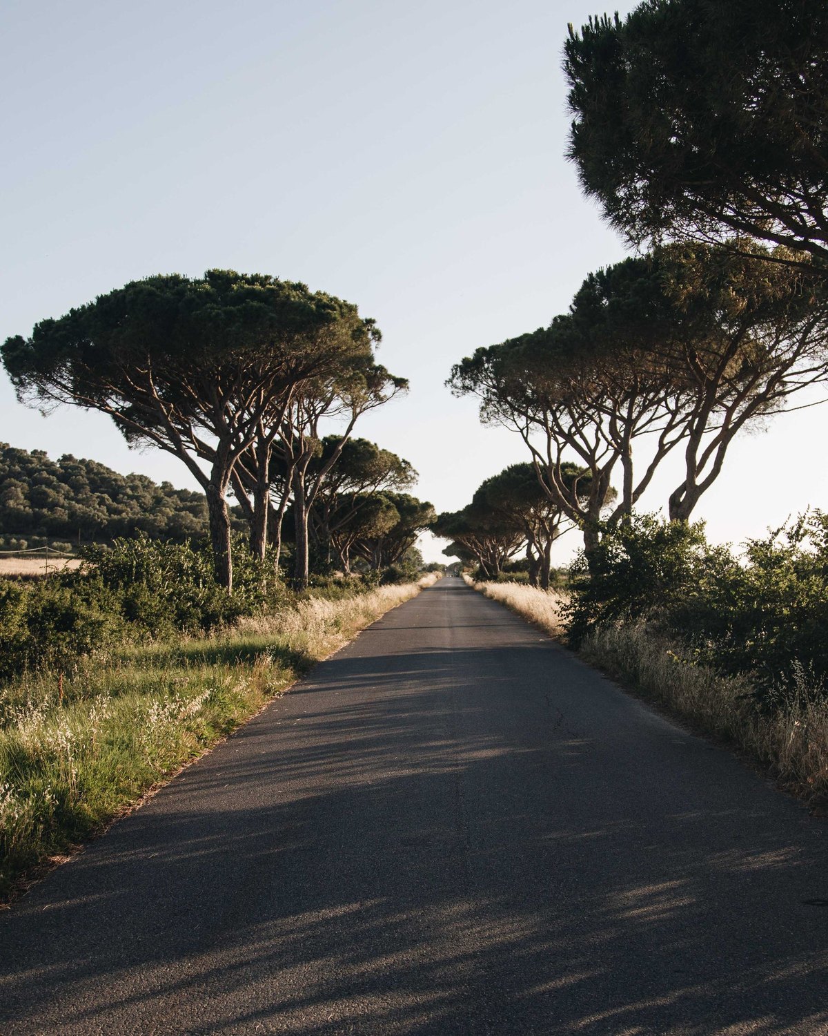A quiet sunlit road lined with umbrella pines