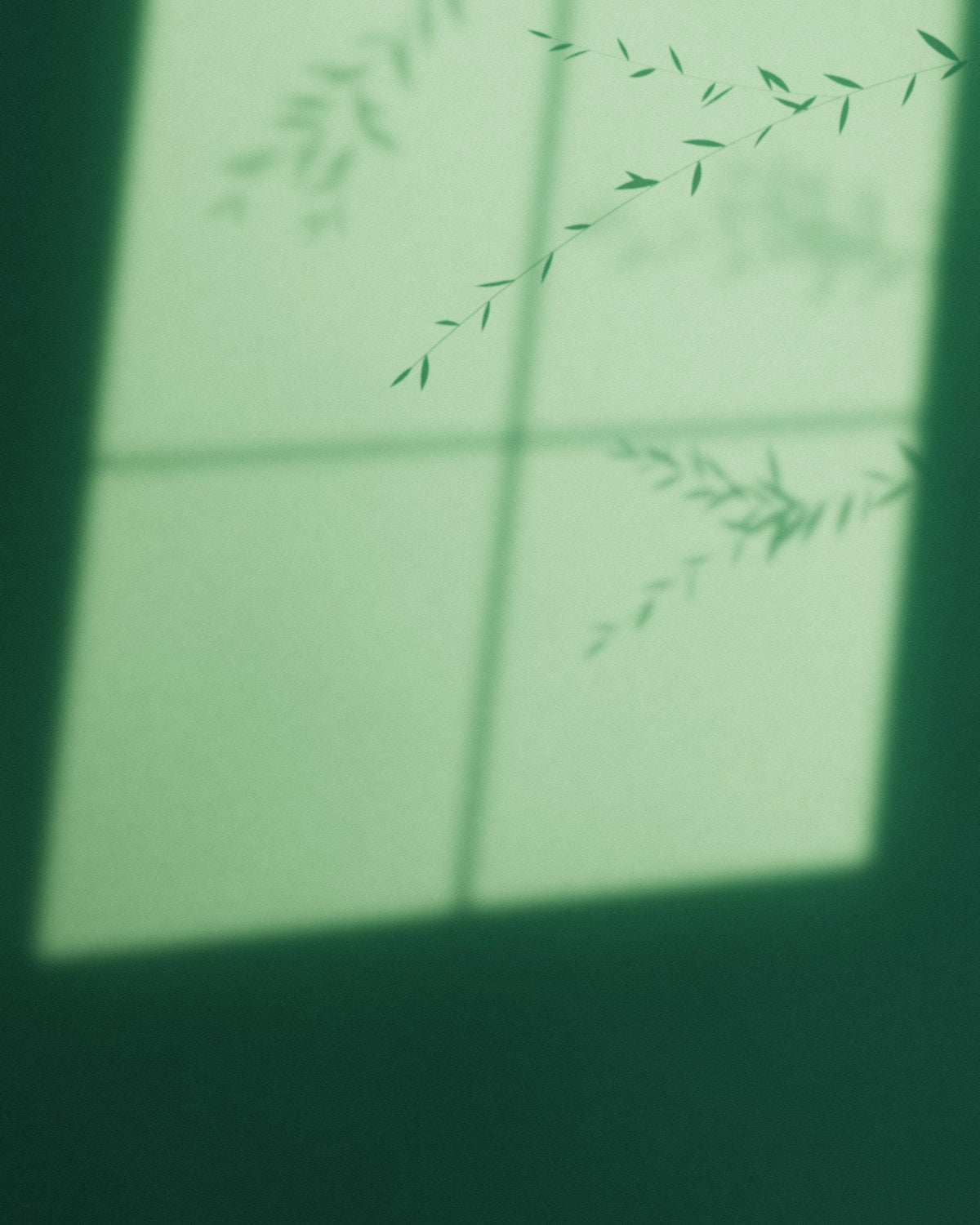 Sunlight and soft foliage shadows on a deep green plaster wall